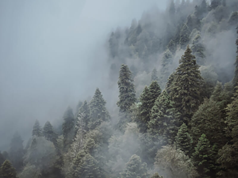 Фото леса Сочи