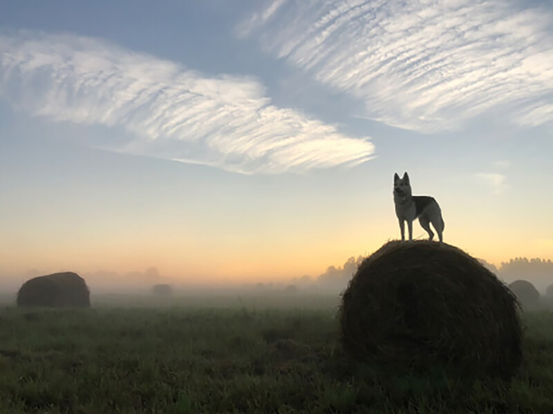 Фото собаки на стоге сена